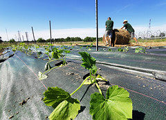 Mai 2024 - plantations d'été au Canon à Floirac