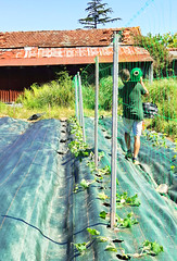 Mai 2024 - plantations d'été au Canon à Floirac