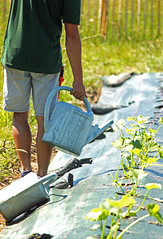 Mai 2024 - plantations d'été au Canon à Floirac