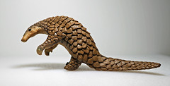 Consider the Pangolin: scales     (in Explore)
