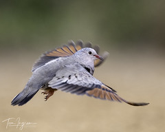 Common Ground-Dove (Explored 7-11-24)