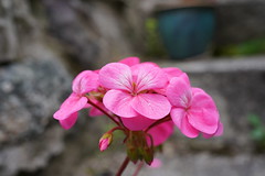 Geranium (or Pelargonium?)