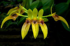 Orchidee (Explored)