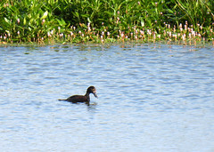 Tufted duck, Aythya fuligula, Vigg