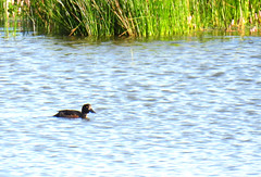 Tufted duck, Aythya fuligula, Vigg