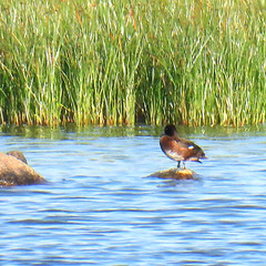 Tufted duck, Aythya fuligula, Vigg?