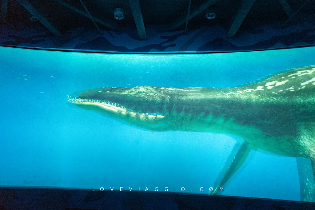 國立海洋生物博物館,墾丁旅遊,墾丁景點,屏東景點,屏東海生館,海生館 @薇樂莉 - 旅行.生活.攝影