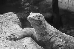 Komodo Dragon (Varanus Komodoensis), Attenborough Komodo Dragon House, London Zoo, Outer Circle, Regent's Park, City of Westminster and Borough of Camden, London, NW1 4RY