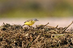 Iberian Yellow Wagtail (Motacilla flava iberiae) - female