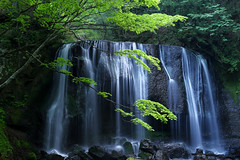 Fresh greenery at Tatsuzawa Fudo Falls