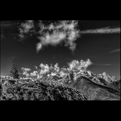 Marmolada and a pine