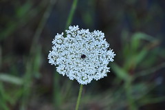 Daucus carota 24-06-23 01 ES