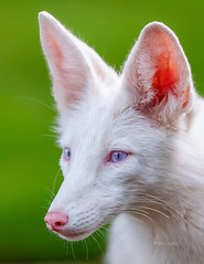 Red Fox (albino)