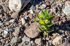 Golden Desert Snapdragon