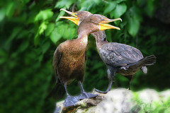 Cormorant Mating Ritual Series - Photo seven