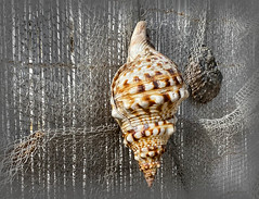 Looking close...on Friday:Seashells and/or Snail Shells