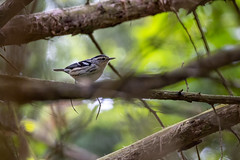 Black-and-white Warbler