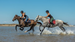 deux chevaux aux galops , salins de Giraud ,France ,french , Camargue ,galloping horses,