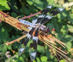 Dragon fly, on a Blackberry branch