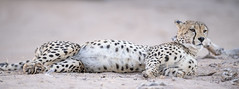 Cheetah in Kgalagadi Transfrontier Park /South Africa