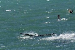 SÜDAFRIKA( South-Africa),  Gansbaai  bei Hermanus, Serie, Wale tauchen auf , 22819