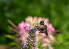 Bee enjoys new garden