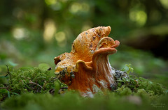 Hypomyces_lactifluorum aka Lobster Mushroom ~ Explored