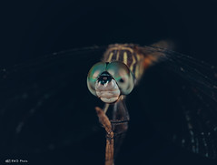 Blue Dasher