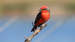 Vermilion Flycatcher - explore