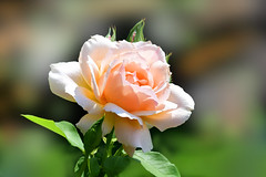 Splendid Rose