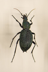 Carabus gigas beetle