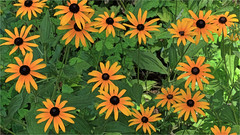 Black-eyed Susans