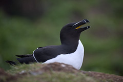 Pingouin torda #6 [ Hornøya ~ Norvège 🇳🇴 ]