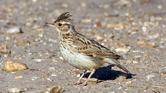 Woodlark