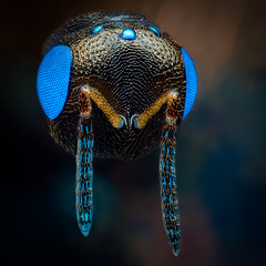Portrait of parasitoid wasp