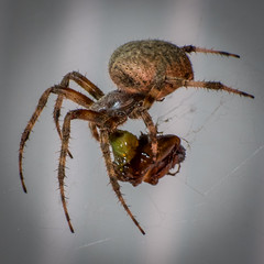 Orbweaver