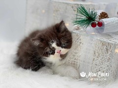 Chocolate Bicolor Exotic Shorthair Kitten