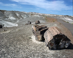 Trailside Stump