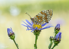 Flockenblumen-Scheckenfalter auf Aster