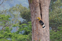 Great Hornbill