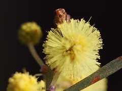 Subfamily: Lauxaniinae on Swamp Wattle (Acacia elongata)