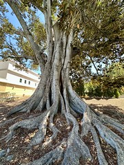 I pass by this tree every morning