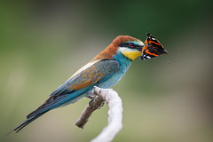 European bee-eater