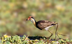 Comb-crested Jacana (Irediparra gallinacea)