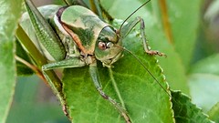 hellooooo, eye contact and upclose with a mormon cricket, they chomp on willow leaf too, but not any big deal.