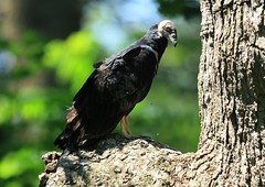 turkey vulture fledgling at Lake Meyer Park IA 116A2585