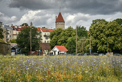 The Estonian Field