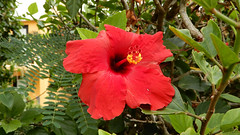 Hibiscus at Grotto Bay