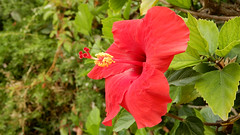 Hibiscus at Grotto Bay