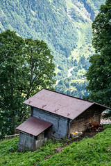 Picturesque chalet or shack in Gimmelwald, Switzerland on the hillside with cows grazing